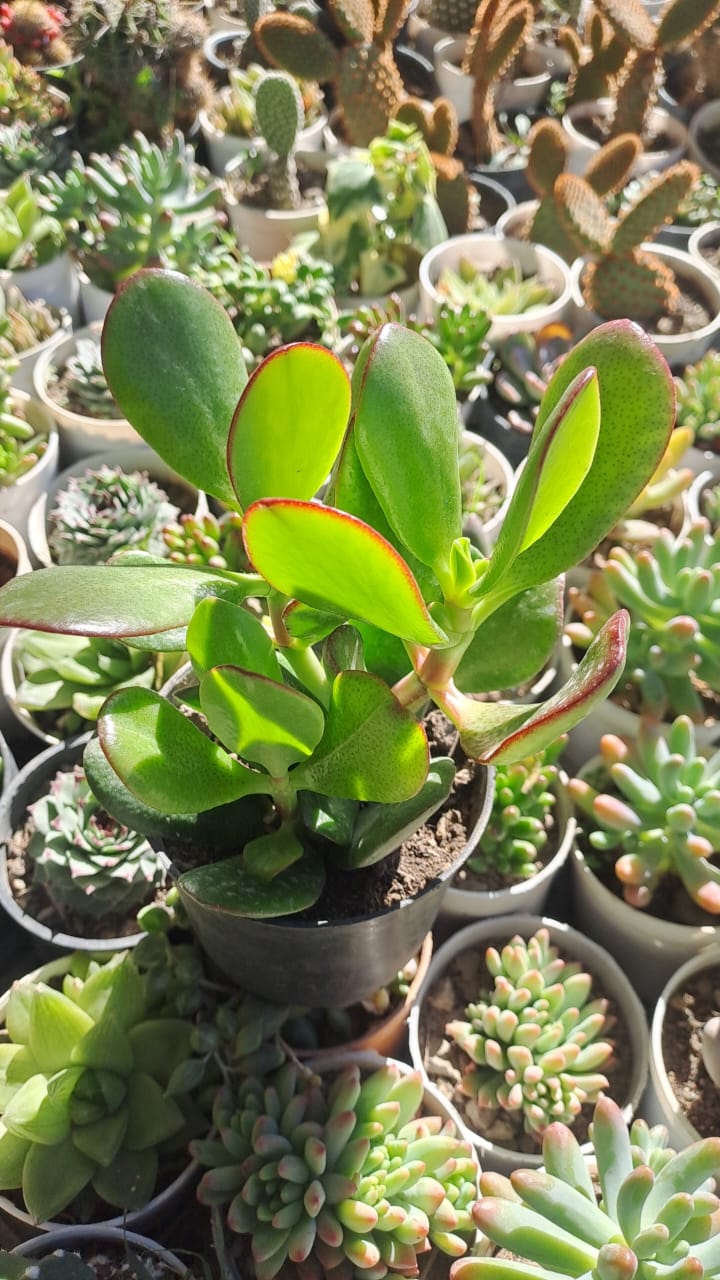 Crassula Ovata ( Jade Plant) 