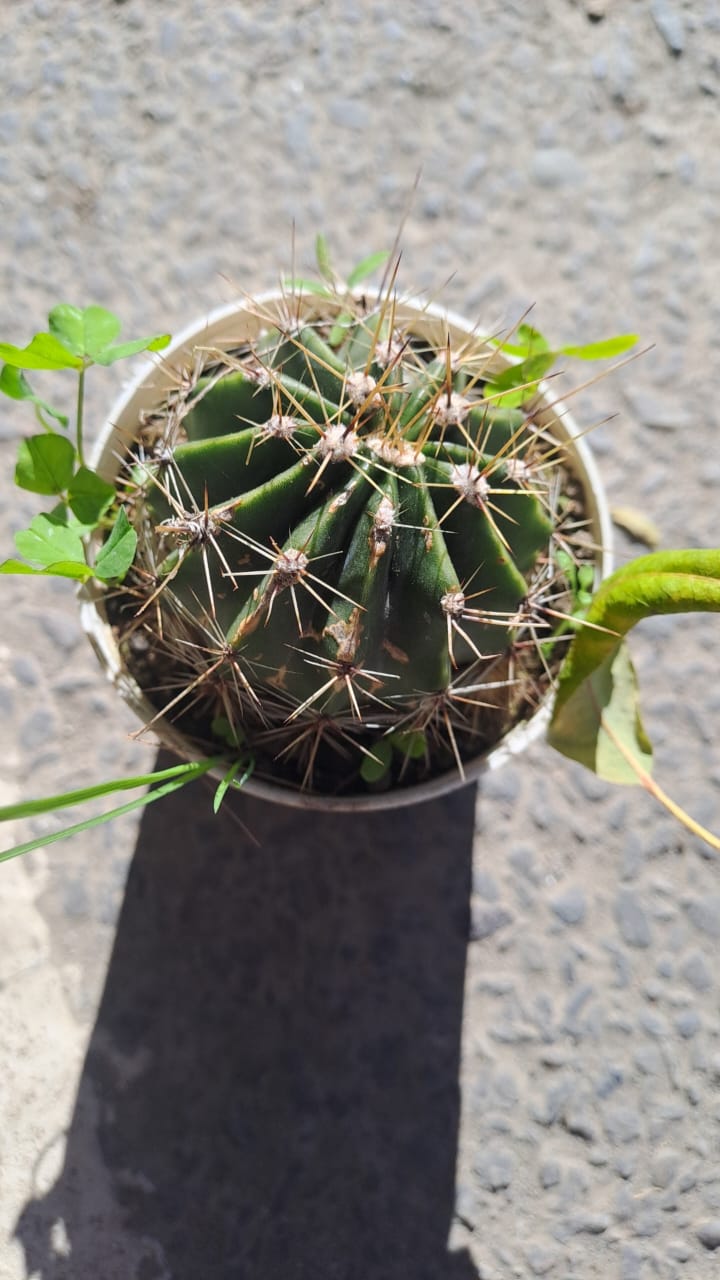 Echinopsis oxygona