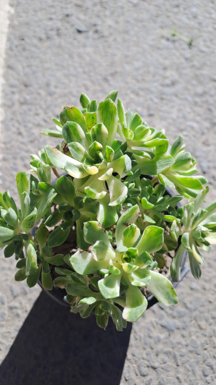 Aeonium castello-paivae Bolle “Lily paddy”