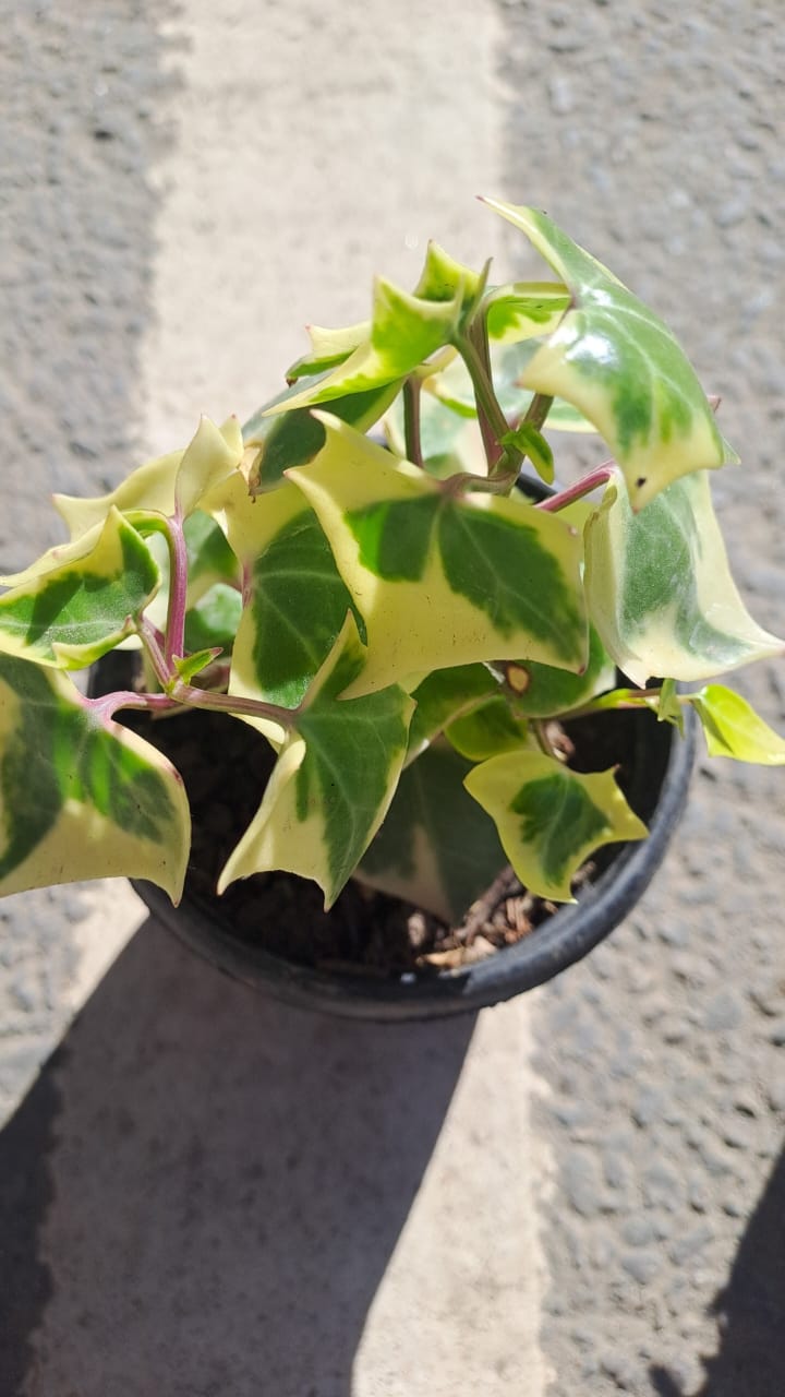 Variegated Ivy (Hedera helix) 