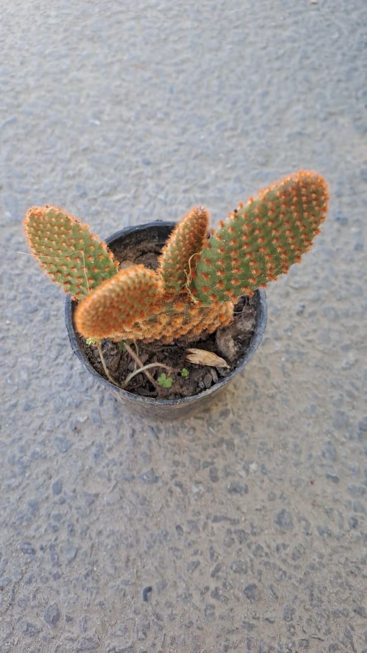 Opuntia Microdasys (Bunny Ear Cactus)  