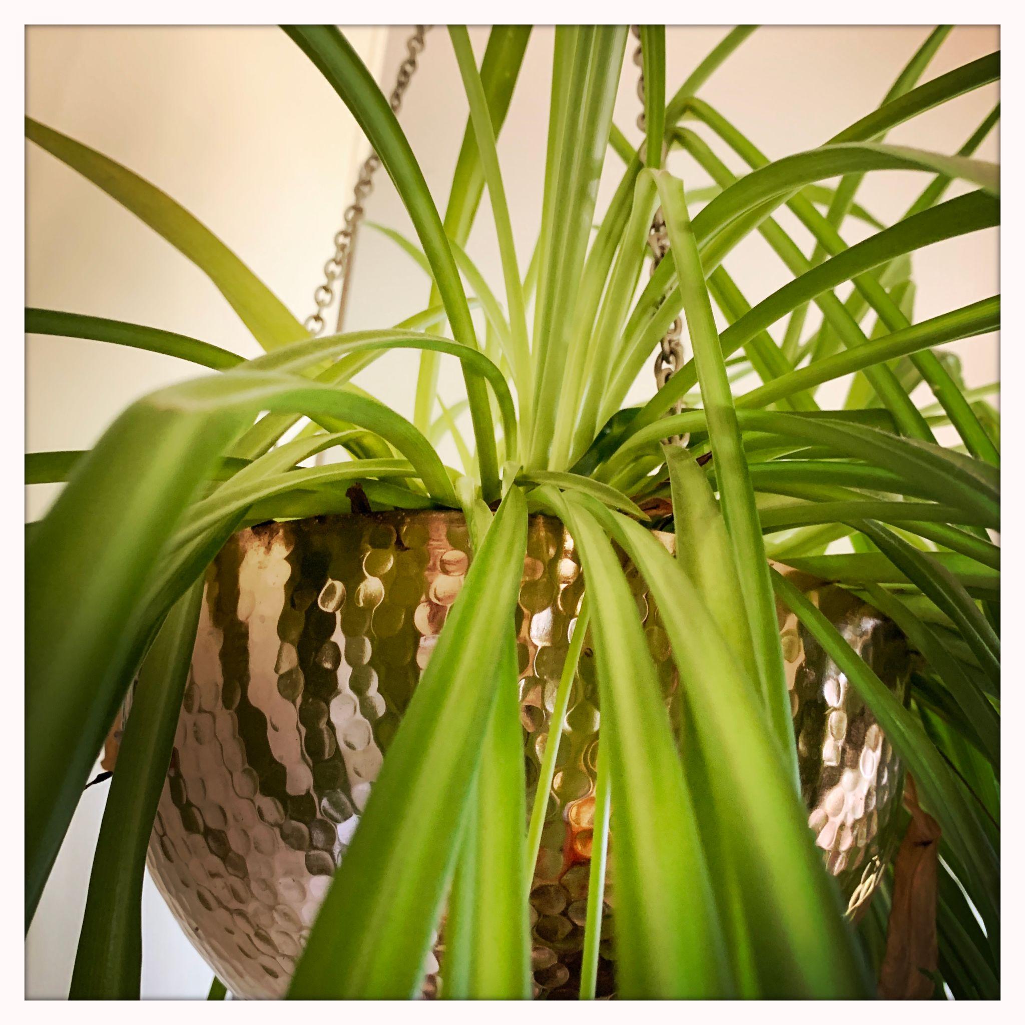 Spider Plant (Chlorophytum comosum) – Natural Air Purifying Indoor Plant