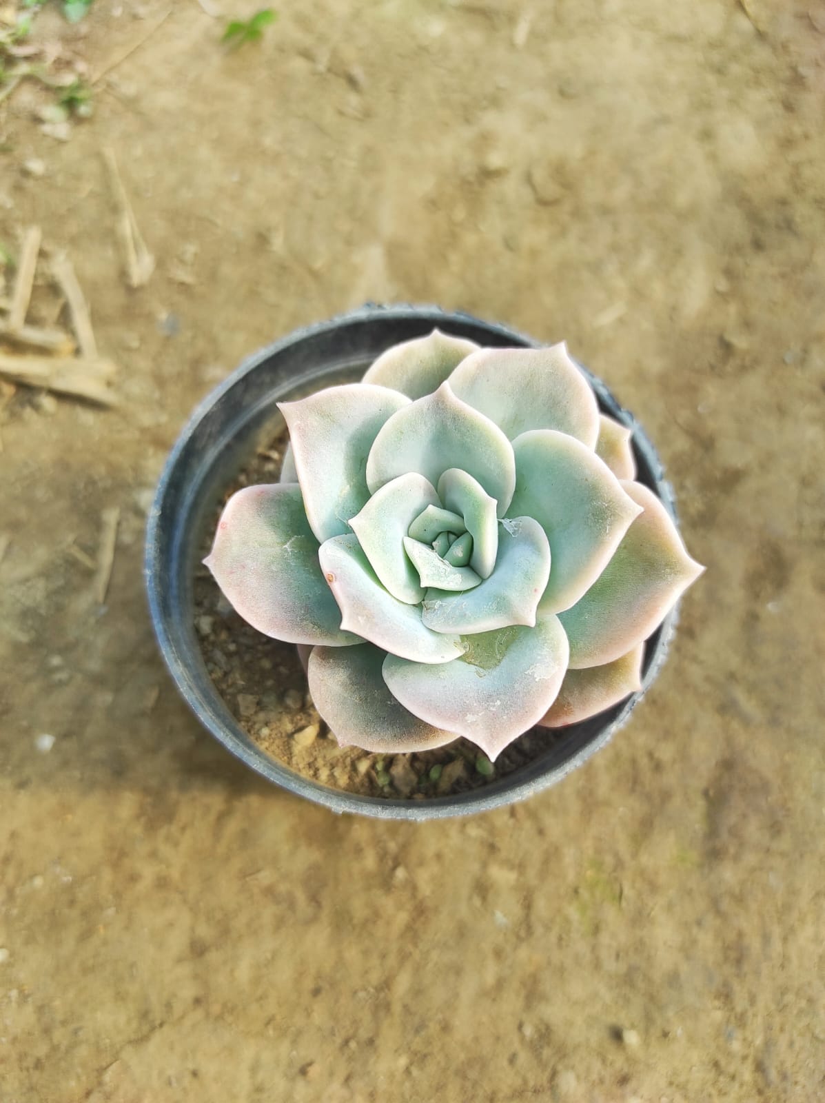 Echeveria elegans rose / Hybrid Succulent